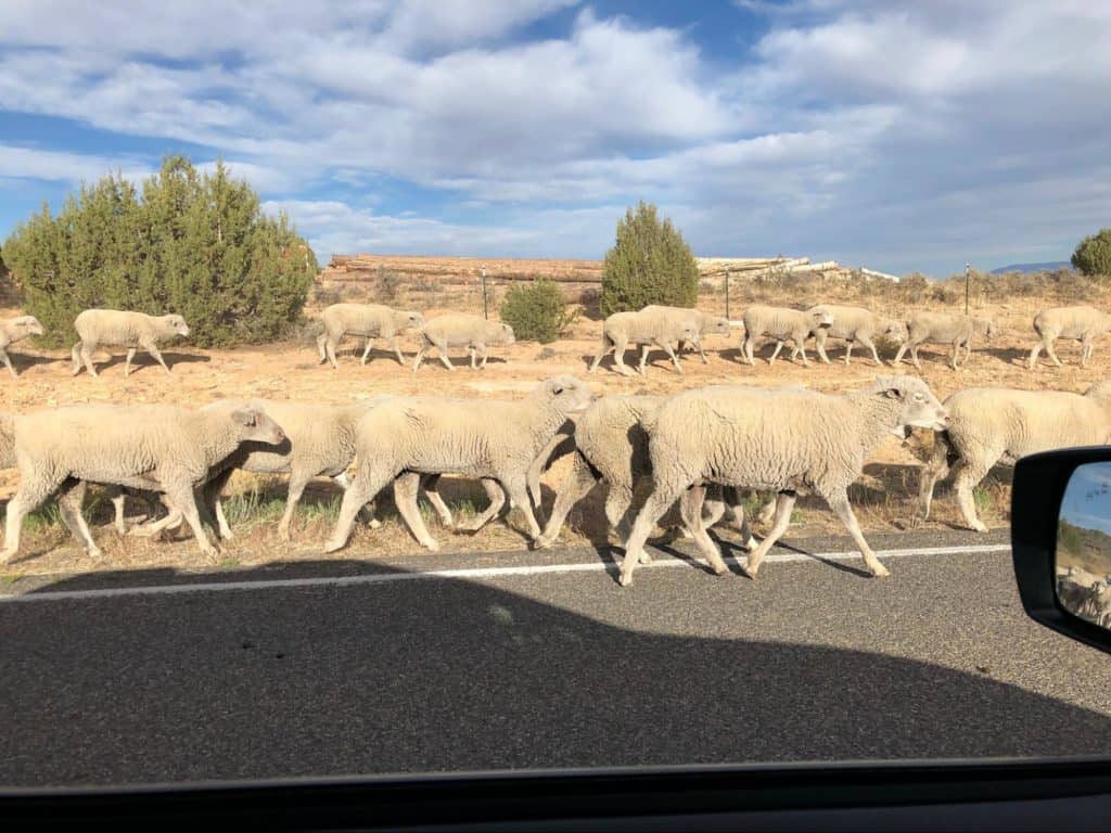 free range cows